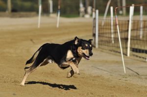 piensos para perros